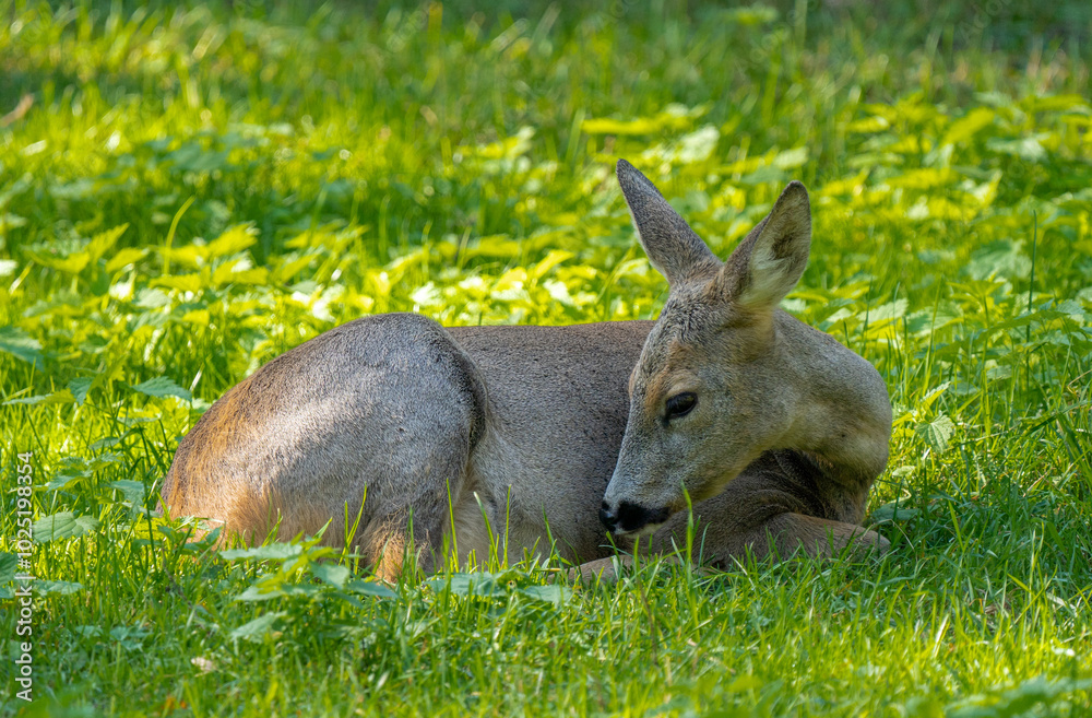 Fototapeta premium A resting roe deer, resting animal.