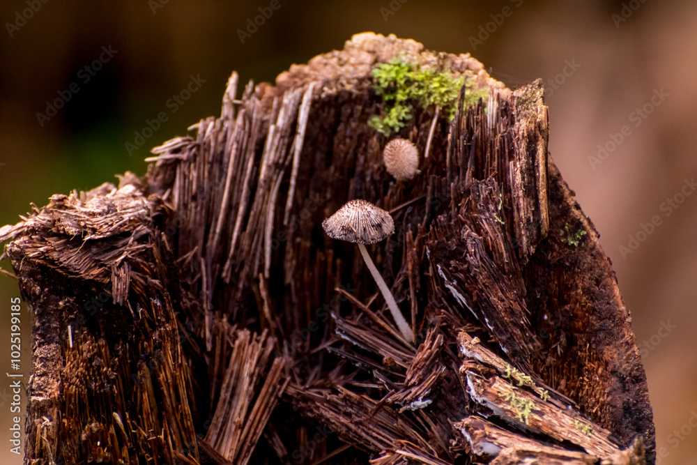 small mushroom on tree trunk in the jungle small mushroom on tree trunk in the jungle