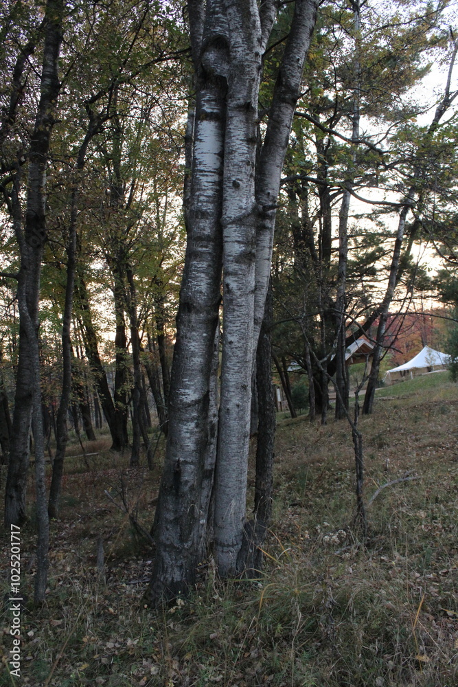 trees in the woods trees in the woods
