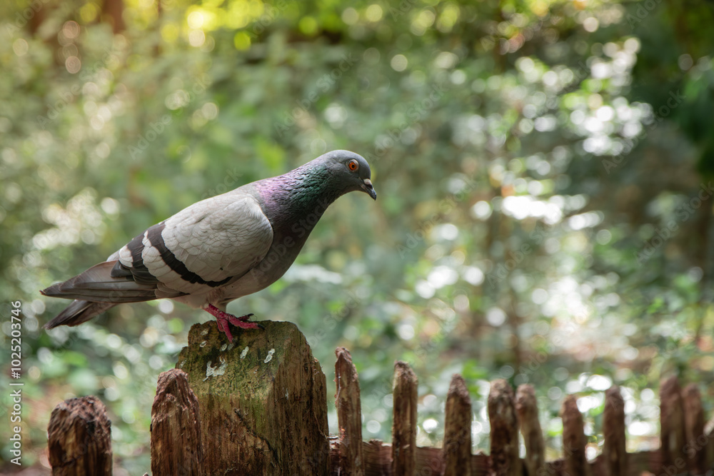 Obraz premium Pigeon in a wooden railing