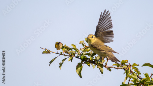 Willow wrabler - Phylloscopus trochilus photo