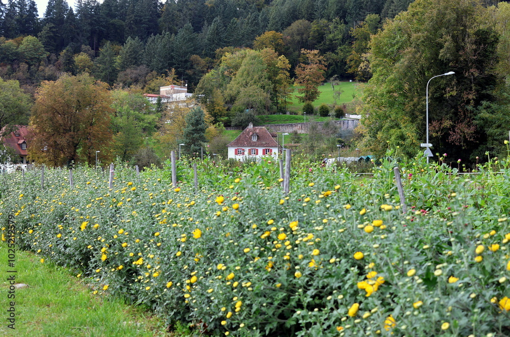 Blumenfelder am Dreisamufer in Freiburg Blumenfelder am Dreisamufer in Freiburg