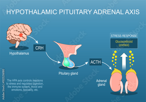Hypothalamic pituitary adrenal axis. HPA axis. Stress response. Fight or flight.