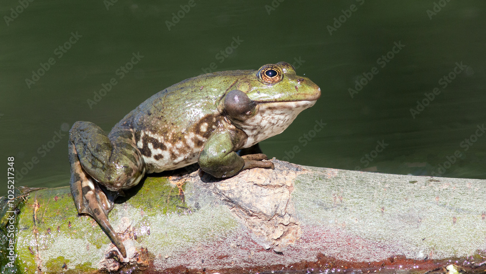 Fototapeta premium frog in the water