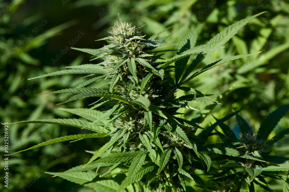 Legal Cannabis Farm Buds in Flower. Mature cannabis plant. Legal Cannabis Farm Buds in Flower. Mature cannabis plant.