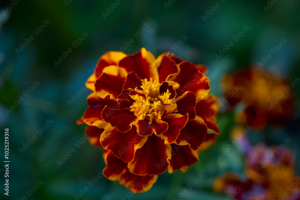 Red and Yellow Marigold Flowers. Close-up photograph. Red and Yellow Marigold Flowers. Close-up photograph.