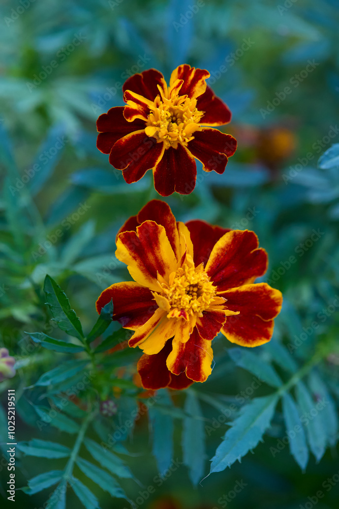 Red and Yellow Marigold Flowers. Close-up photograph. Red and Yellow Marigold Flowers. Close-up photograph.