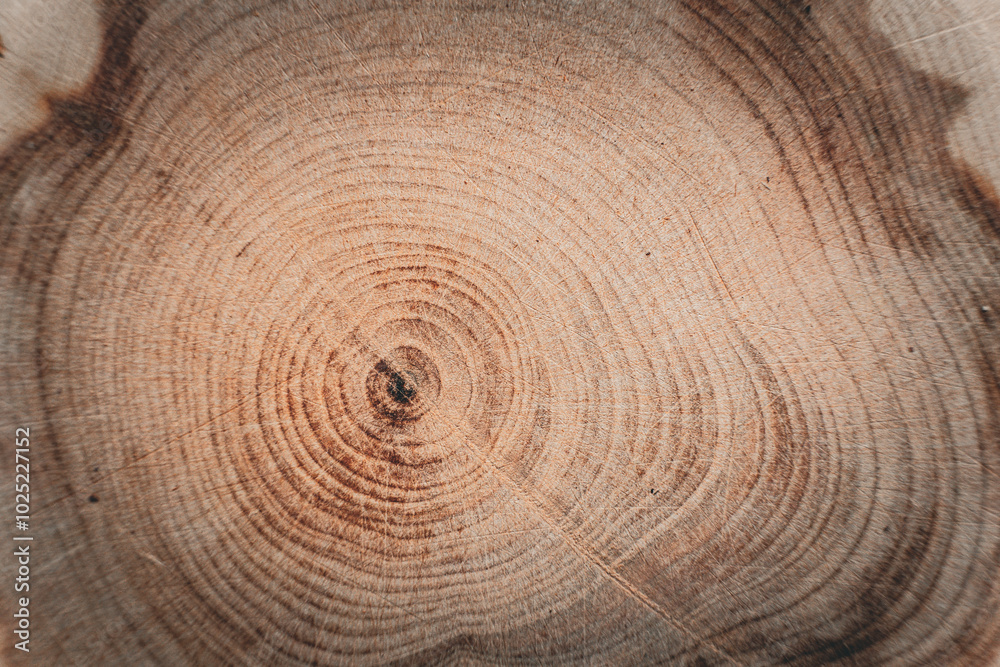 A tree slice with visible rings showing the age of the tree. Wood texture with a natural pattern. Suitable for use in ecological projects, illustrations, and design. A tree slice with visible rings showing the age of the tree. Wood texture with a natural pattern. Suitable for use in ecological projects, illustrations, and design.
