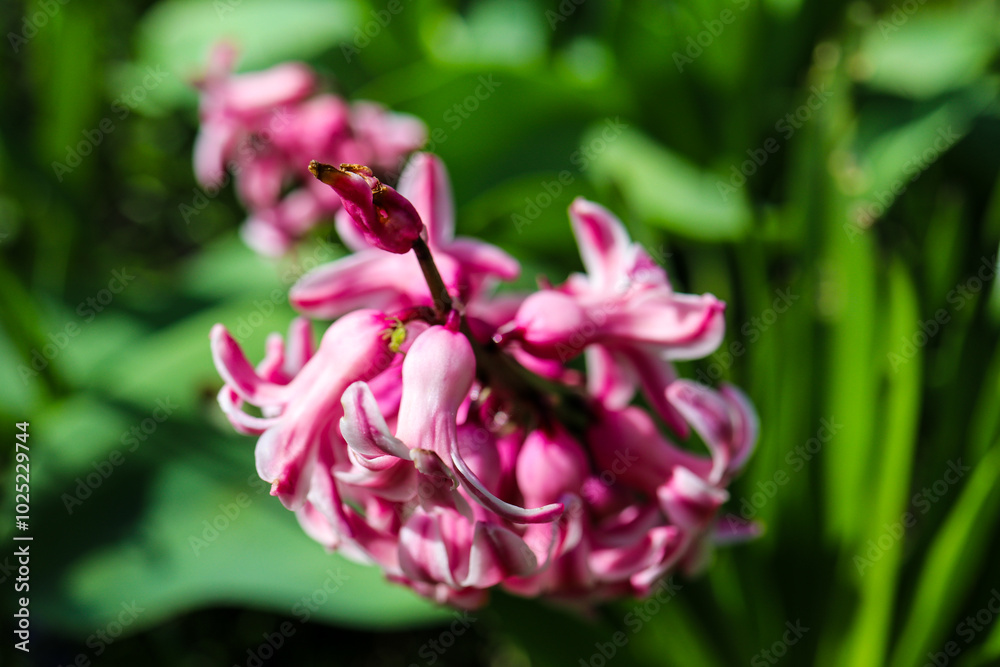 Fototapeta premium Plants from the home garden.