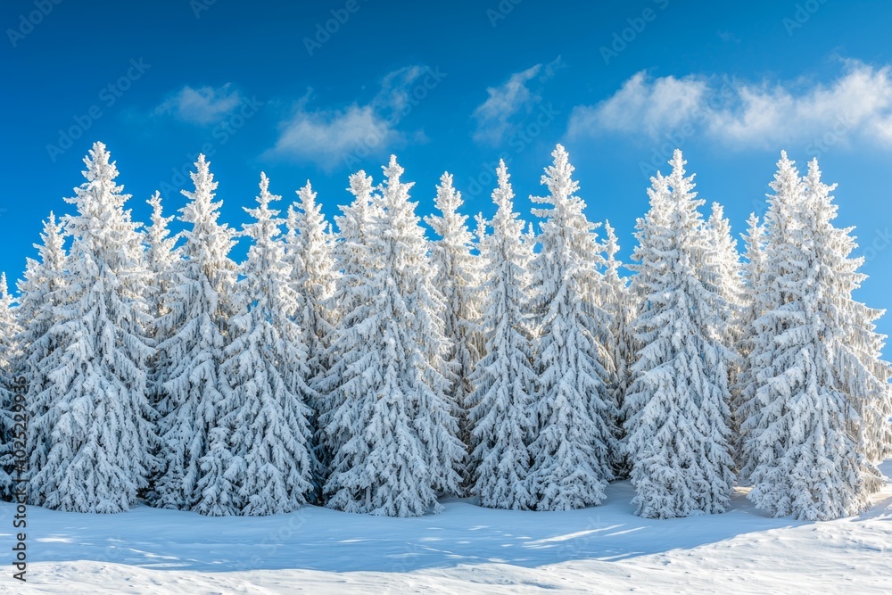 Among fir forests and glades, mountains are covered in snow, marking a path with footprints in it. Carpathian mountains, winter landscape. Among fir forests and glades, mountains are covered in snow, marking a path with footprints in it. Carpathian mountains, winter landscape.