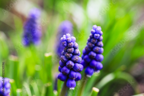 Plants from the home garden. photo