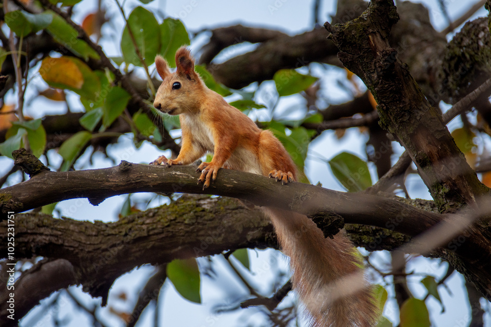 A cute fluffy squirrel sits on a branch of a fruit tree. A cute fluffy squirrel sits on a branch of a fruit tree.