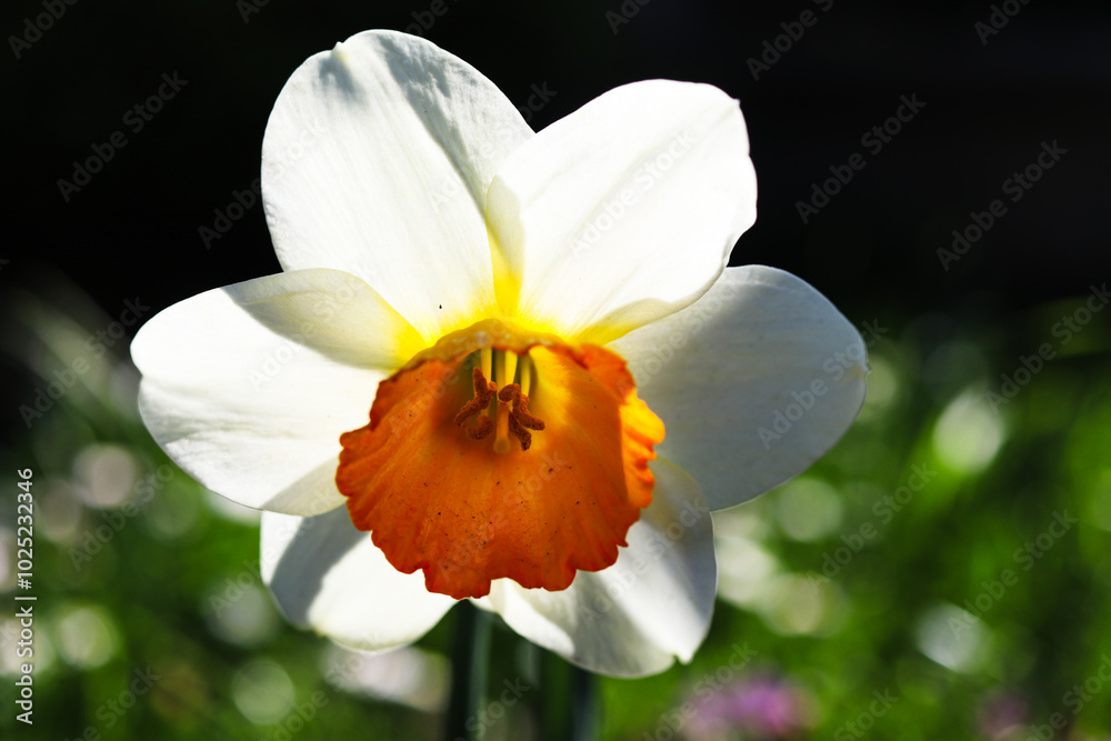 Fototapeta premium Plants from my garden.