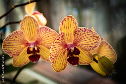 Orchids growing at my house.