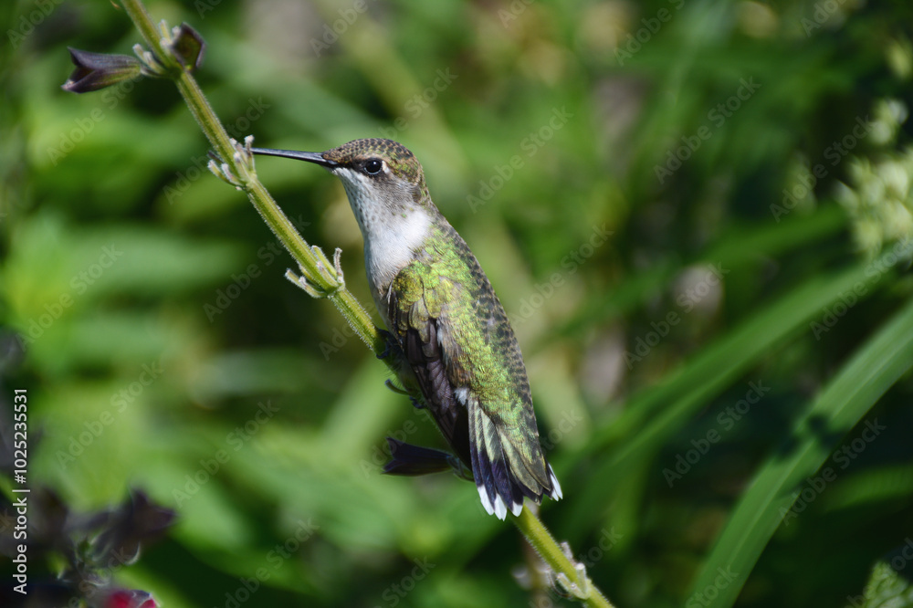 Ruby-Throated Hummingbird - Summer Garden Ruby-Throated Hummingbird - Summer Garden