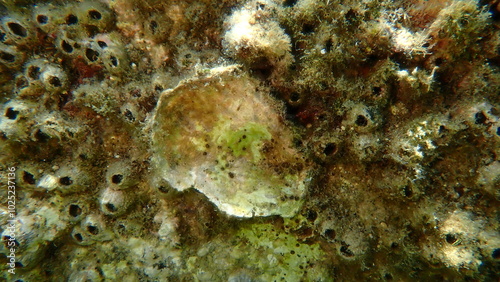 Bivalve shell (identification impossible) undersea, Aegean Sea, Greece, Halkidiki, Kakoudia beach