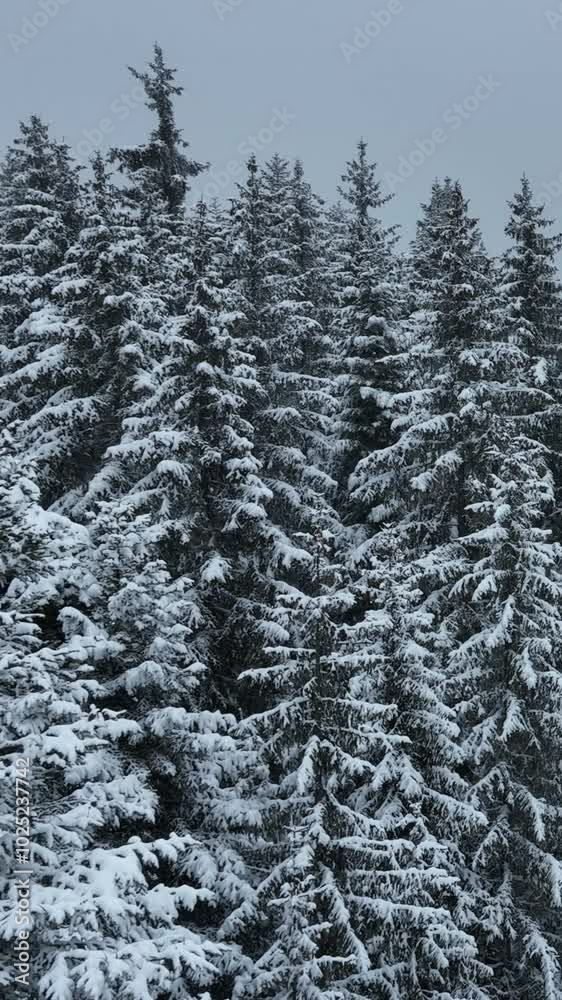 Snow-Dusted Pine Trees, Icy Rivers, and Frozen Rocks Snow-Dusted Pine Trees, Icy Rivers, and Frozen Rocks