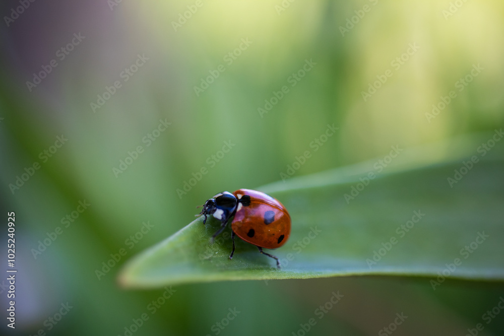 Naklejka premium ladybird on a leaf