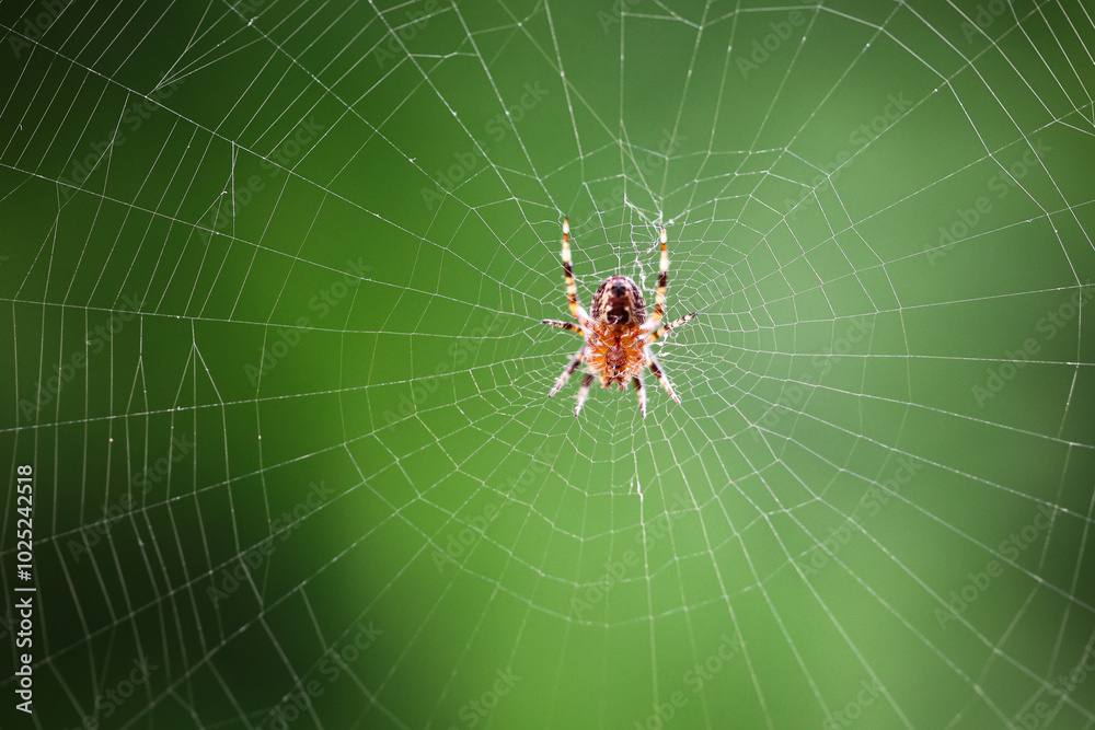 spider on web spider on web