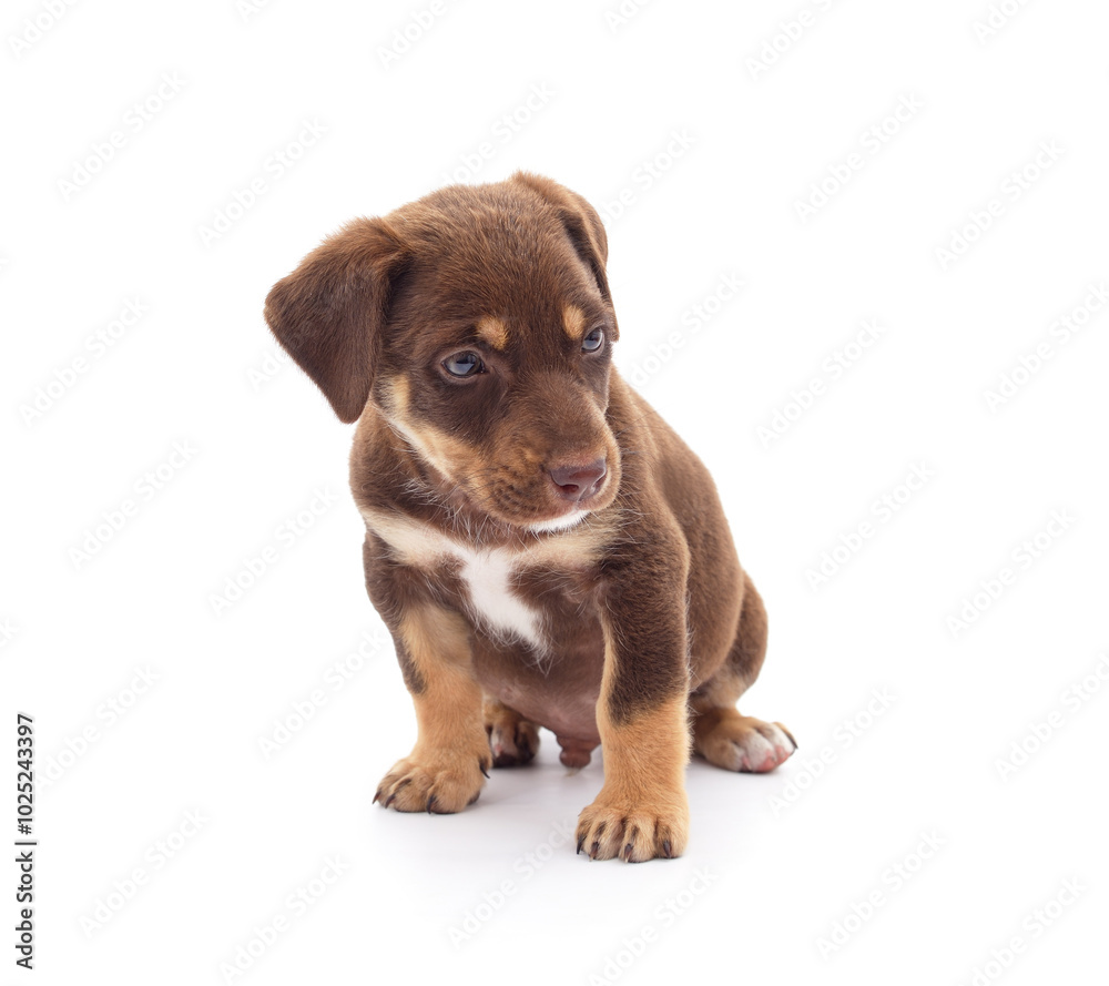 One brown little dog. One brown little dog.