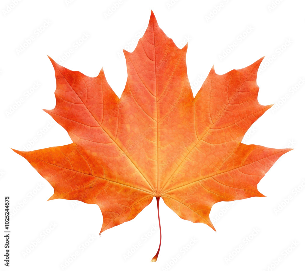 PNG Autumn Maple Leaf maple leaf autumn. PNG Autumn Maple Leaf maple leaf autumn.