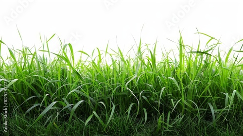 Bright green field, isolated on white, with soft grass blades. Ideal for fresh and natural design elements