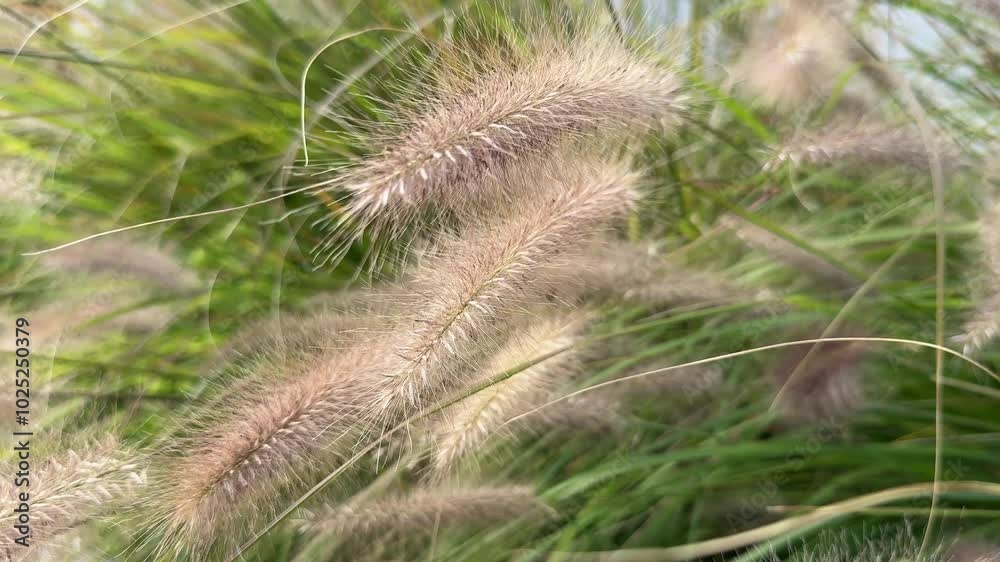 Grass senchrus in the wind. Grass senchrus in the wind.