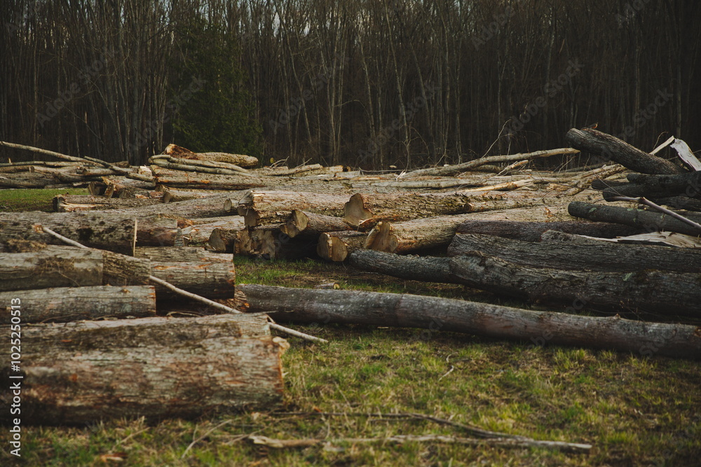 A logging yard in Ontario, Canada. Logs laying in a field waiting to be moved and processed. A logging yard in Ontario, Canada. Logs laying in a field waiting to be moved and processed.