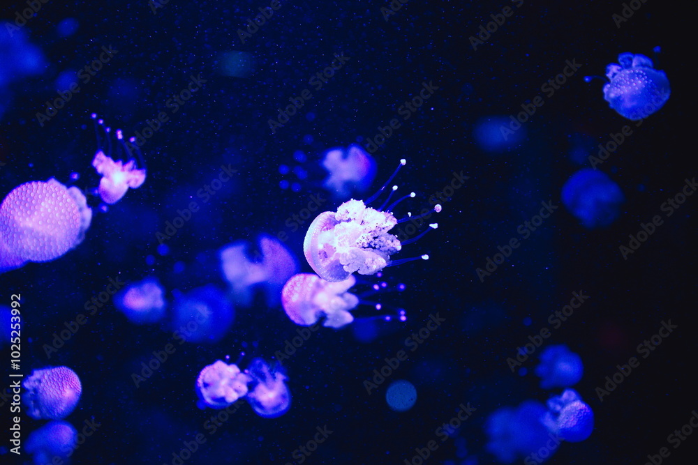 Jellyfish in an aquarium. Jellyfish in an aquarium.