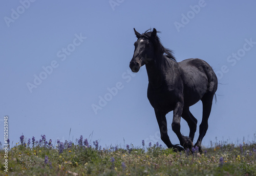 Wild Horse in the Pryor Mountains Montana in Summer