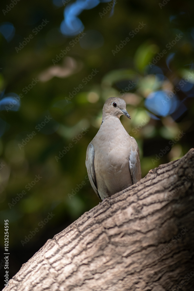 Rock pigeon on a tree in the park Rock pigeon on a tree in the park