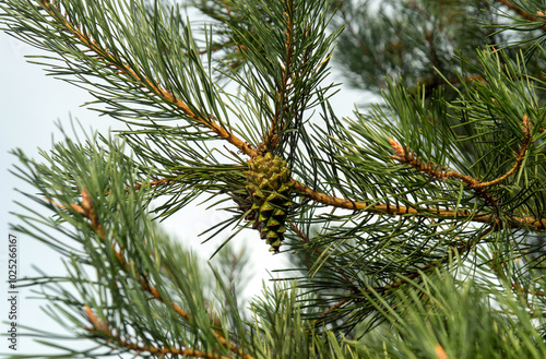 One closed green Lodgepole Pinecone on a pine branch with green needles in coniferous forest of mountains. Forest background photo