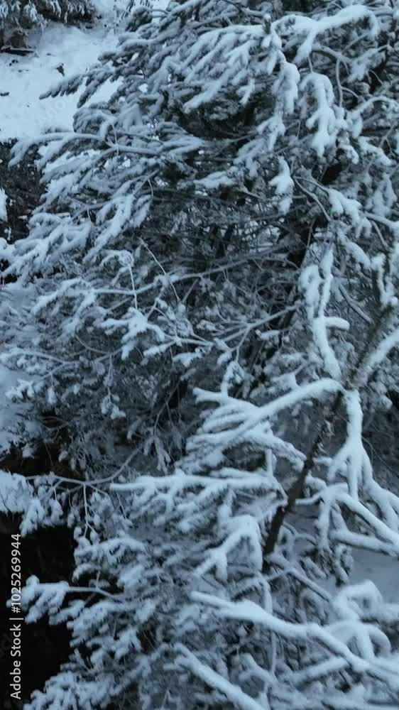 Aerial View of Snowy Forests and Icy Rivers