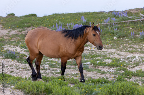 Wild Horse in the Pryor Mountains Montana in Summer
