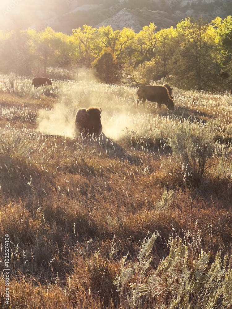 A bison wallows in the North Dakota badlands A bison wallows in the North Dakota badlands