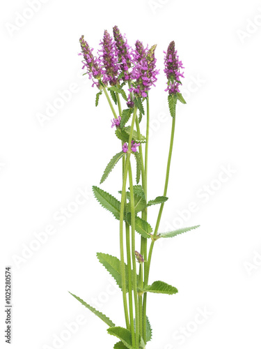 Fototapeta Naklejka Na Ścianę i Meble -  Purple flowers of hedgenettle isolated on white, summer wild flowers, Stachys officinalis
