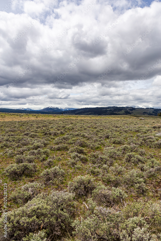 Expansive Sagebrush Landscape Under Dramatic Clouds in Yellowstone National Park, Wyoming, USA Expansive Sagebrush Landscape Under Dramatic Clouds in Yellowstone National Park, Wyoming, USA