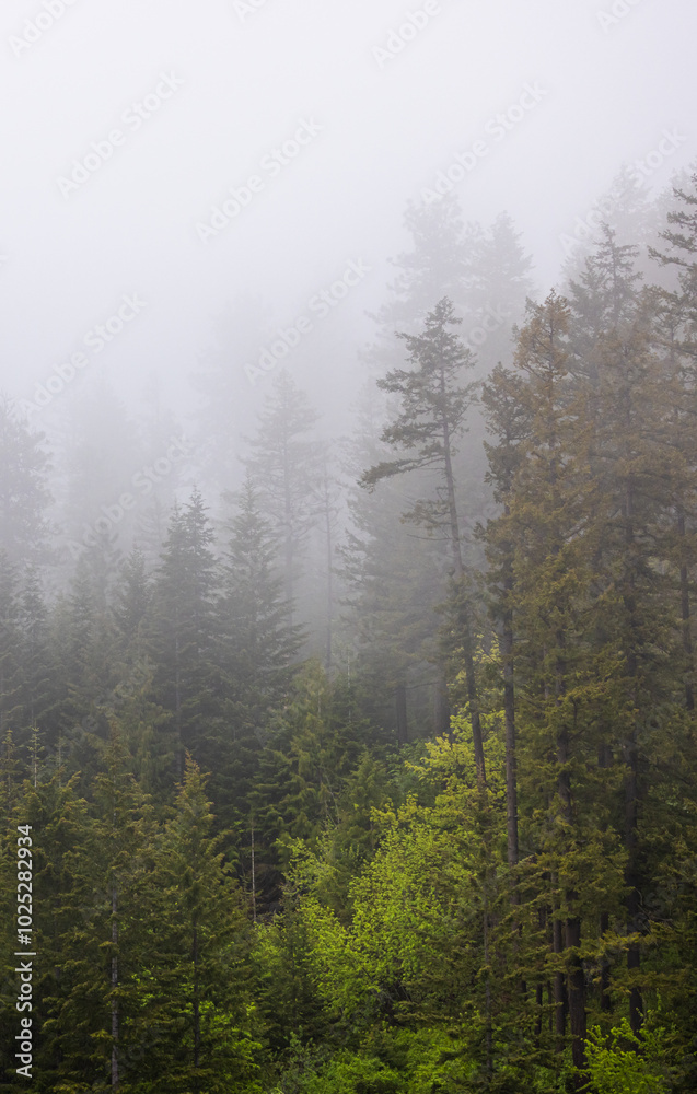 Serene Misty Forest Landscape in Washington State, United States Captures Tranquility and Natural Beauty Serene Misty Forest Landscape in Washington State, United States Captures Tranquility and Natural Beauty