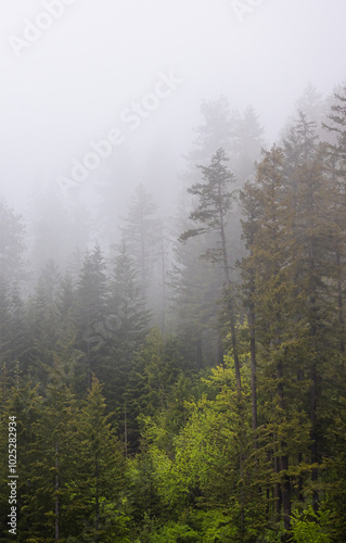 Serene Misty Forest Landscape in Washington State, United States Captures Tranquility and Natural Beauty