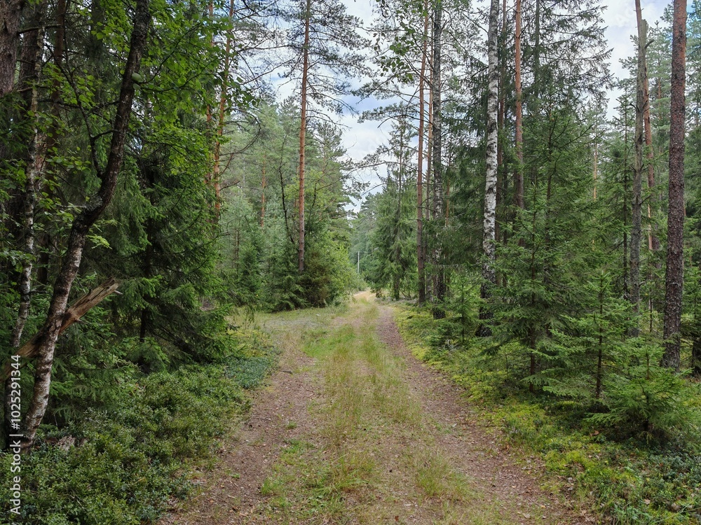 A dirt road with grass, moss and blueberry bushes along the sides passes through a mixed forest. Pine, spruce and birch trees grow along the road. There are tracks on the road. Overcast summer weather