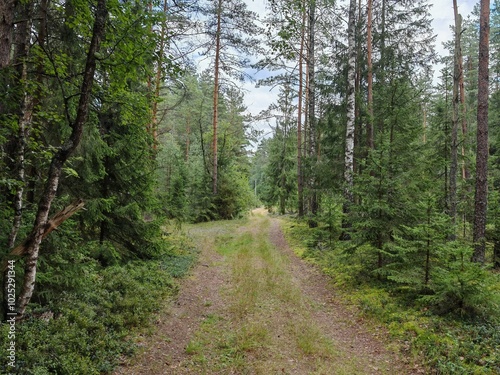 A dirt road with grass, moss and blueberry bushes along the sides passes through a mixed forest. Pine, spruce and birch trees grow along the road. There are tracks on the road. Overcast summer weather