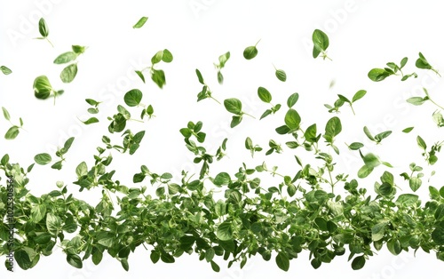 oregano flying through the air against a pure white background