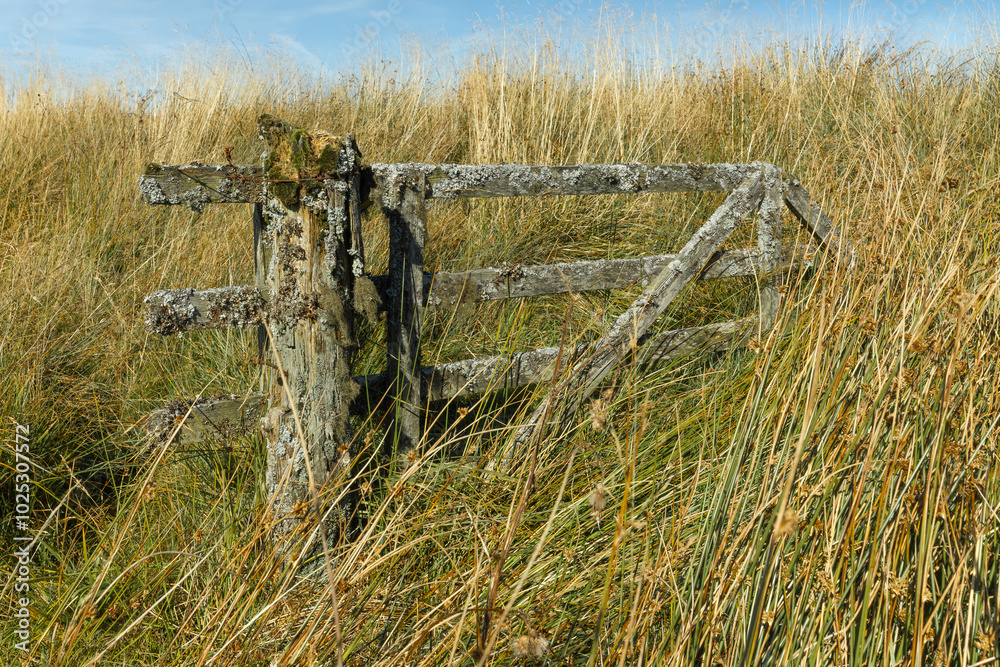 Fototapeta premium Old weathered rotting rustic wooden farm post and gate overgrown by tall grass and marsh reeds