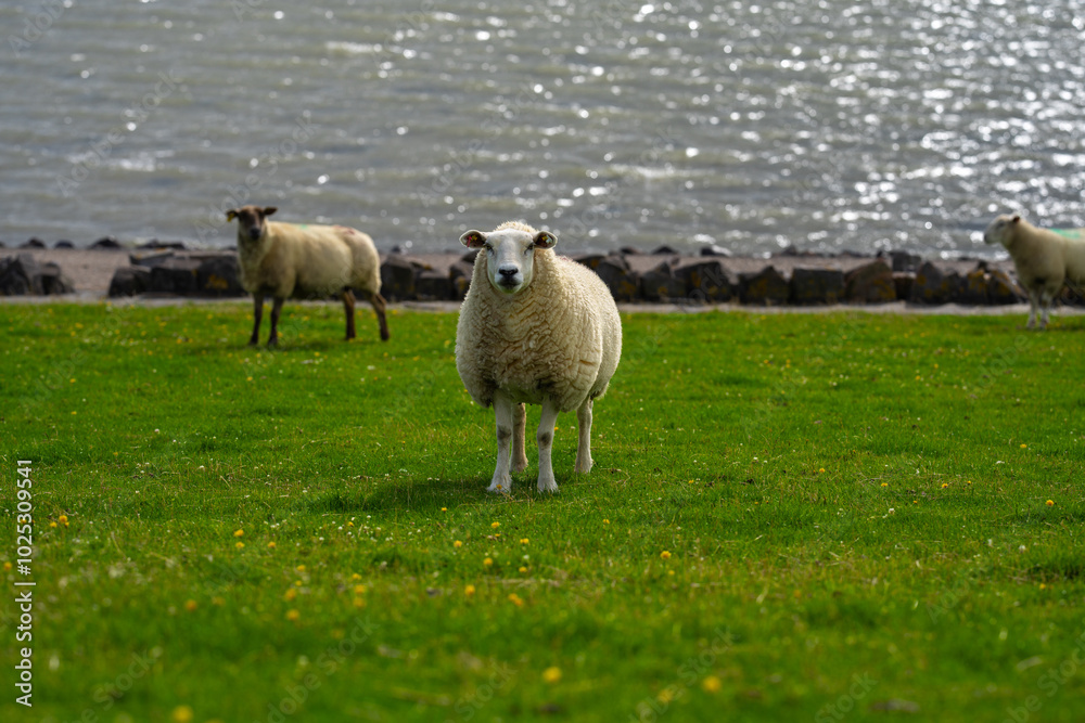 Obraz premium The sheep ovin lamb in the verdant meadows. Sheep on an farm. Sheep eating grass on a field. Sheep grazing in an alpine meadow. Cattle, livestock.