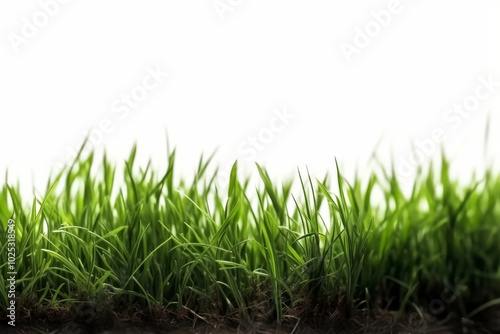Fresh grass on white background