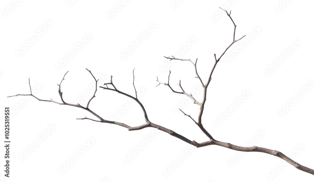 PNG Tree twig sky outdoors nature. PNG Tree twig sky outdoors nature.