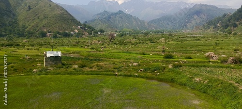 Beautiful view of rice fields farming in village of modern days. Paddy, Terraced rice fields in the mountains of Leepa Valley, Jehlum Valley) near Muzaffarabad, Azad Jammu and Kashmir, Pakistan photo