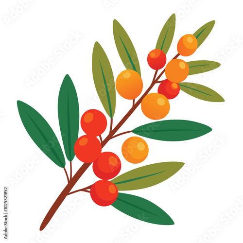 Sea buckthorn flat style vector illustration on white background.