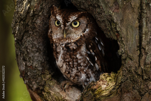 Eastern Screech Owl Red Morph