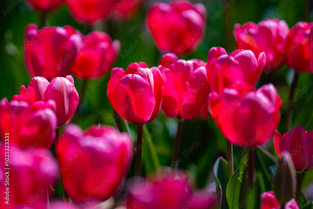 Spring flower in tulip field. Colorful vivid tulips in the park. Tulip flowers background. Beautiful flower red tulips in sunlight landscape at spring or summer. Amazing spring nature. Tulips flowers Spring flower in tulip field. Colorful vivid tulips in the park. Tulip flowers background. Beautiful flower red tulips in sunlight landscape at spring or summer. Amazing spring nature. Tulips flowers